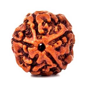 Rudraksha